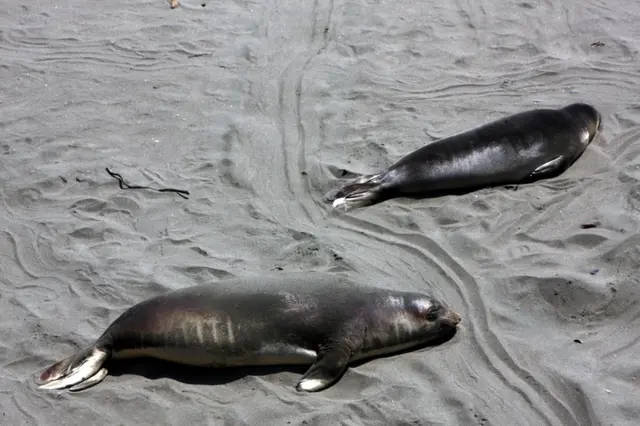 Seals on a beach