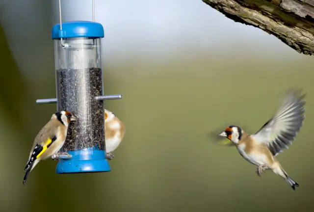 Goldfinch at a garden feeder