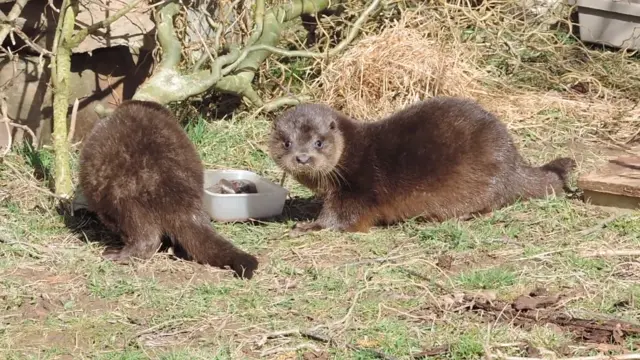 Otters Nipper and Hazel