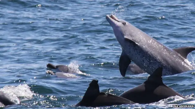 Bottlenose Dolphins