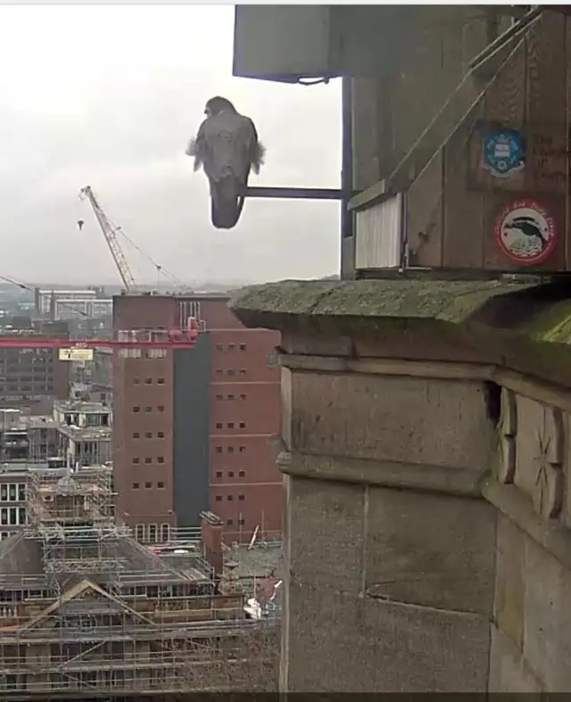 Looking out over the city from the nest