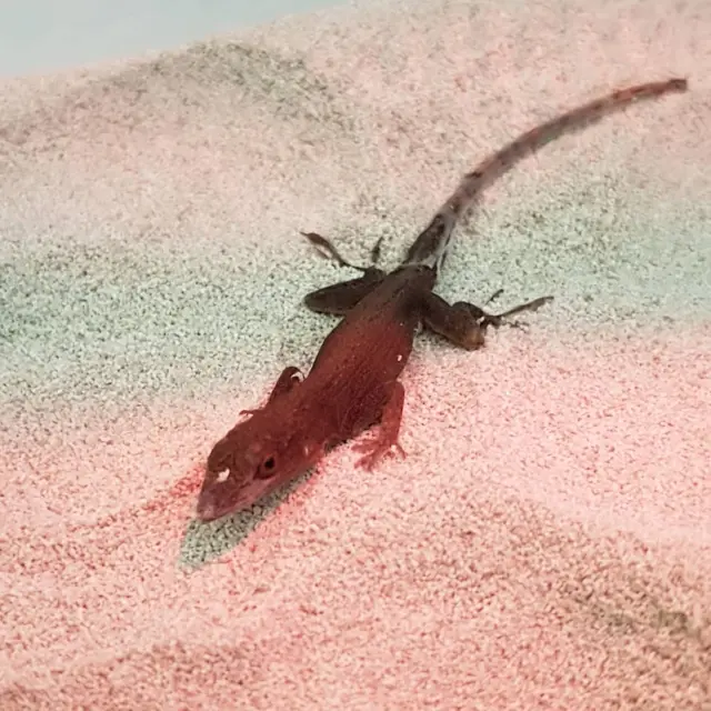 Lizard gone red