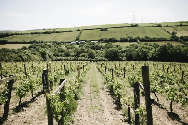 Camel Valley vineyard