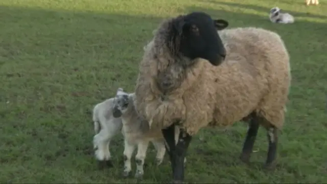 Sheep with lambs