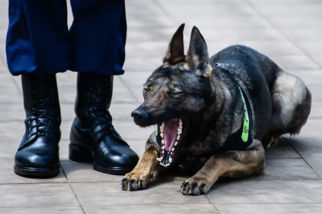 A yawning dog bares its teeth