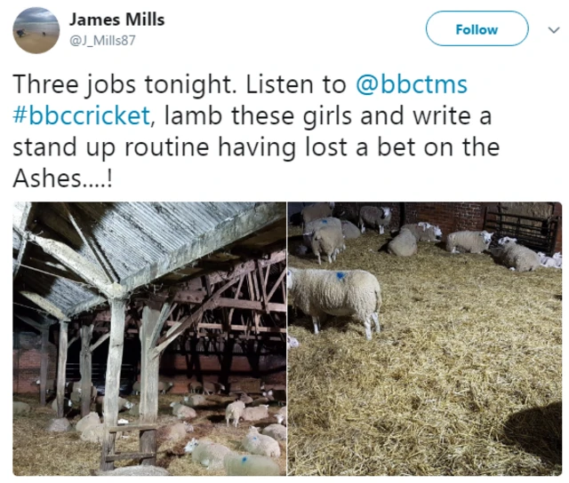 Lambs