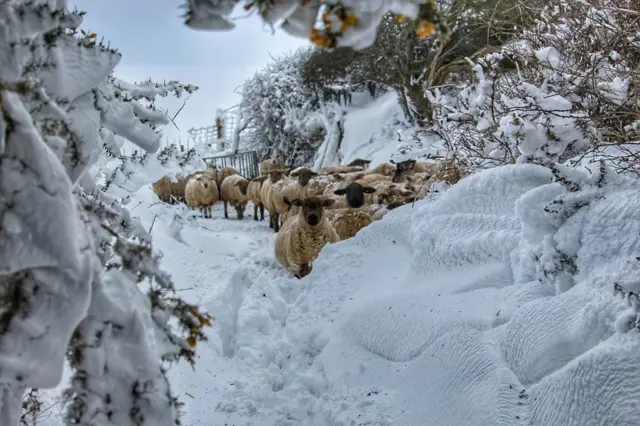 defaid yn yr eira