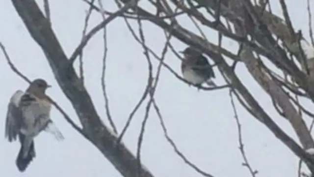 Fieldfare