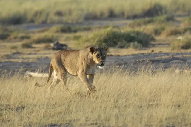 A lion walks across the grassland of the Amboseli National Park, Kenya