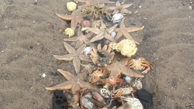 Shellfish washed up