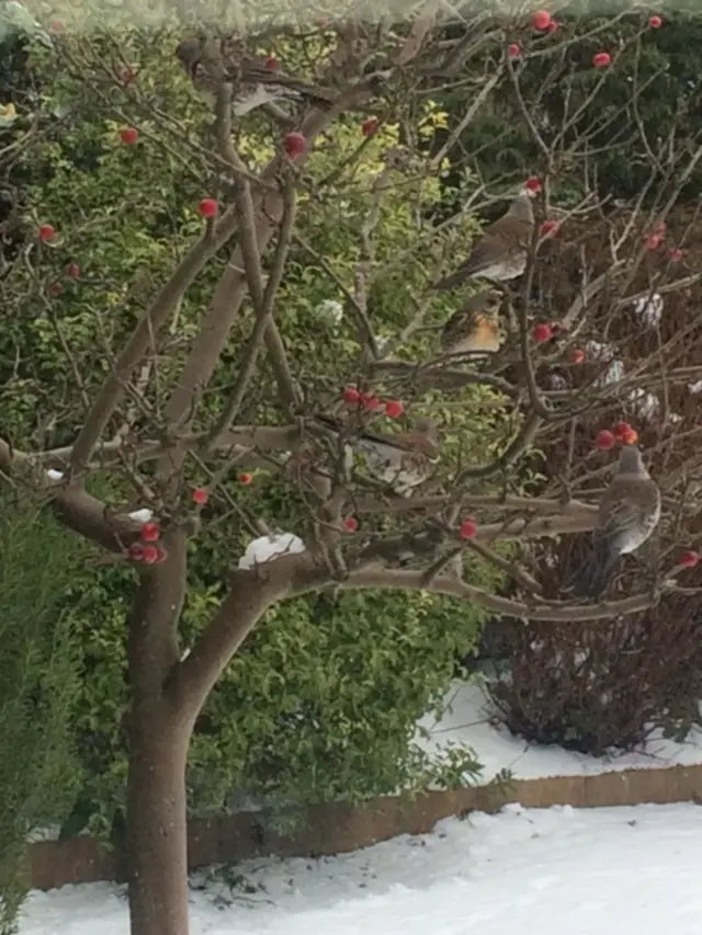 Fieldfare