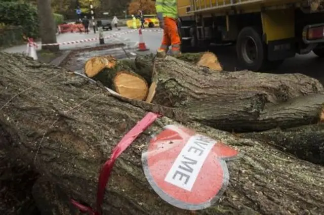 Felled trees