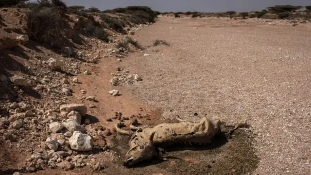 A carcass of a dead cow laying on the ground