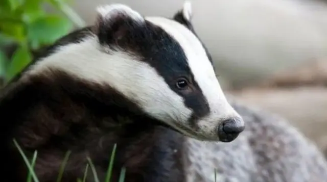 Badger