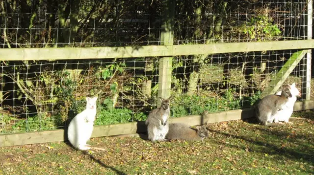 Wallabies at East Park in Hull