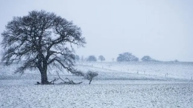 Snowy field