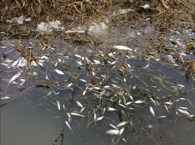 Dead fish in the River Witham.