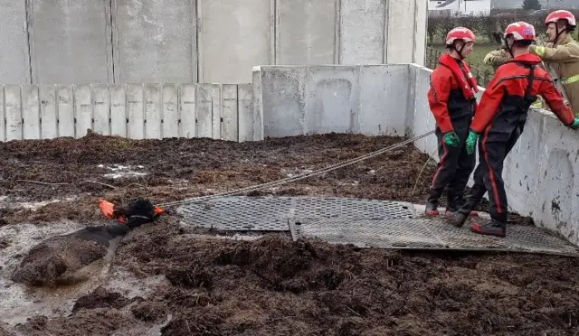 Cow stuck in slurry pit