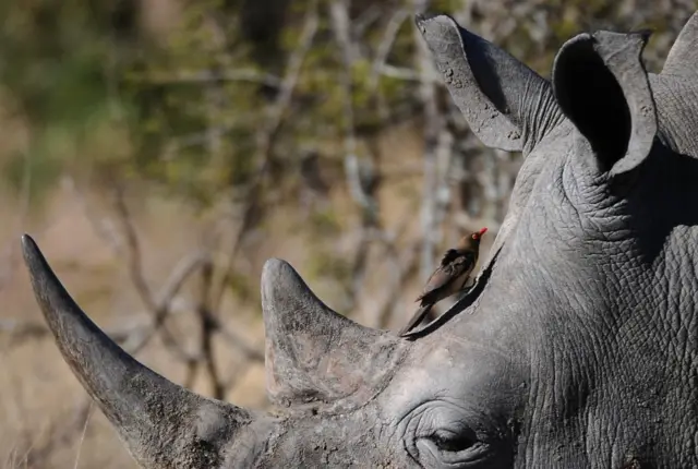 A bird climbs on the head of a rhino at Kruger National Park, some 60 kms from the city of Nelspluit on June 22, 2010 one of the cities hosting the 2010 World Cup football tournament in South Africa.