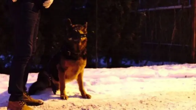 Police dog in the snow