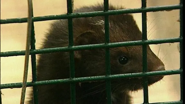 Mink in a cage