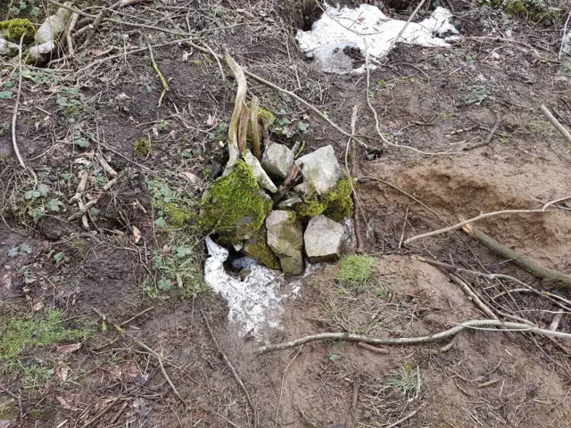 Badger sett in Buxton