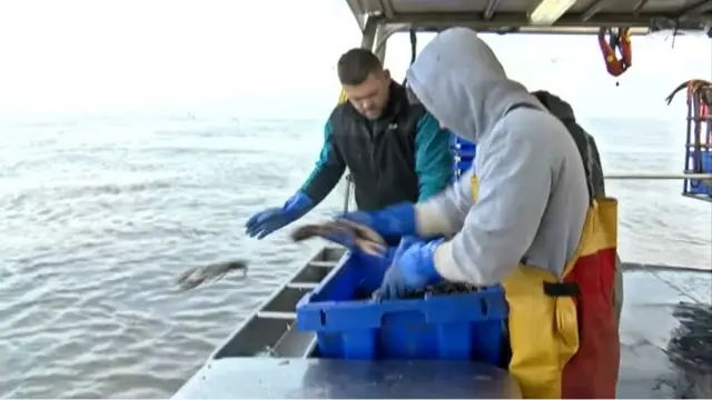 Fishermen releasing lobsters back into the sea.