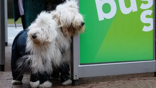 Two Old English Sheepdog peer from within a bus shelter as their owner arrives for the Crufts dog show