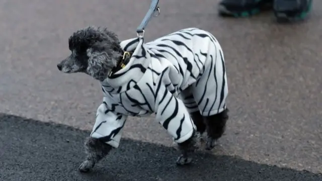 A dog wears a zebra print coat as it arrives with its owner arrive for the first day of Crufts 2018