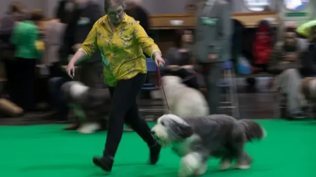 A Bearded Collie runs with its owner during judging on the first day of Crufts 2018 at the NEC in Birmingham