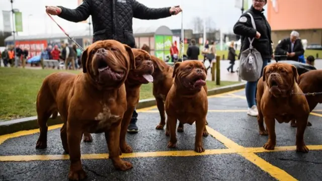 A group of Dogue de Bordeaux working dogs stand together as their owner arrives for the Crufts dog show