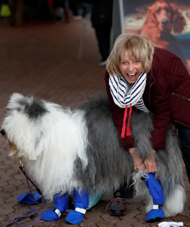 A woman laughs as she puts a protective sock on to an Old English Sheep Dog during the first day of the Crufts Dog Show