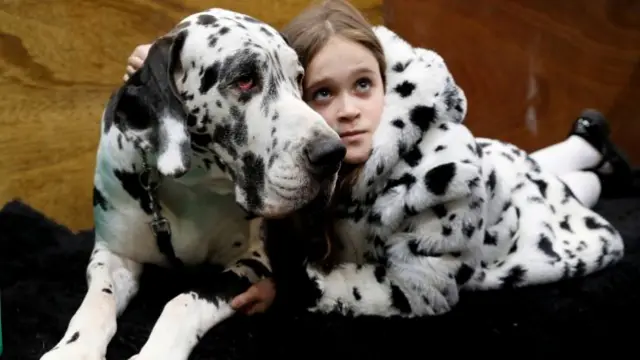 Youngster lies with Great Dane during the first day of the Crufts Dog Show