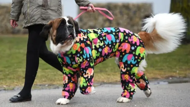 St Bernard arrives with its owner on the first day of the Crufts