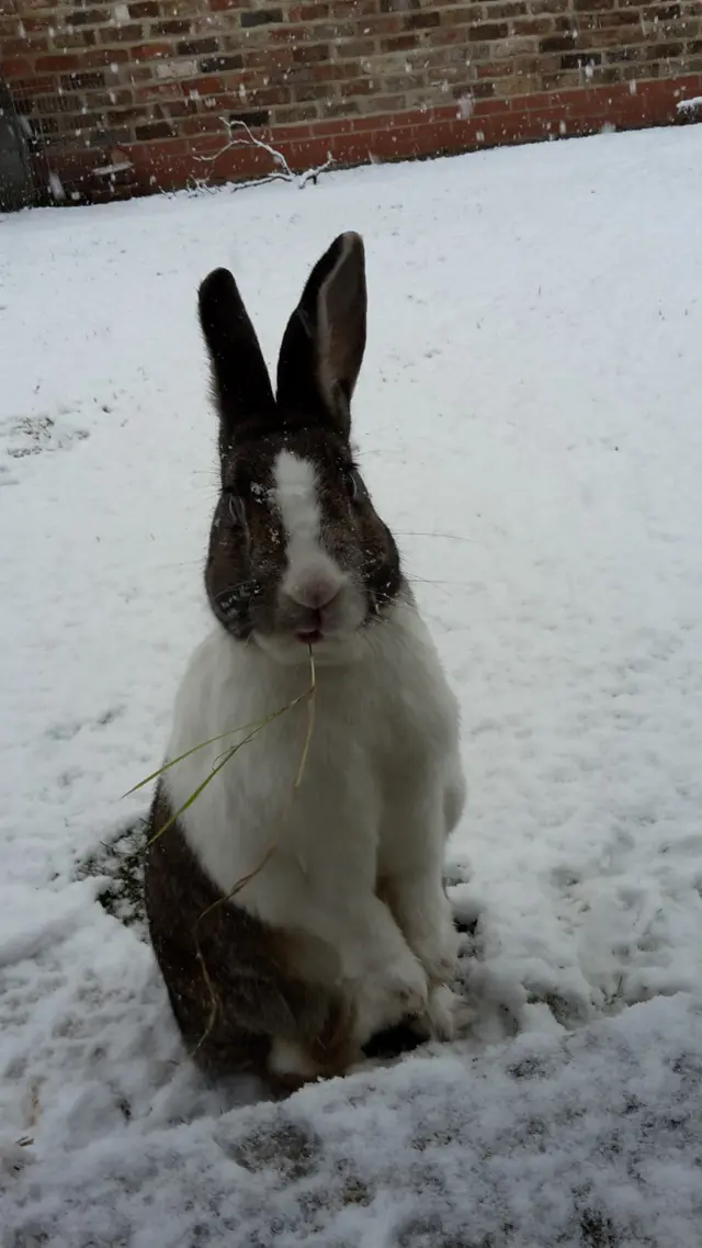 Rabbit in snow