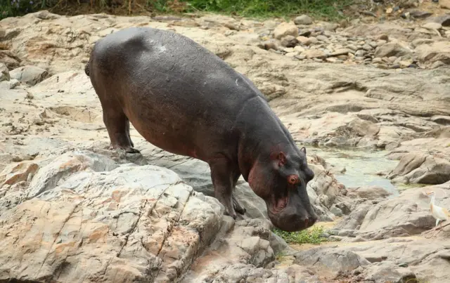 : A Hippo walks across the Crocodile River in the Kruger National Park during the second round of the Alfred Dunhill Championship at Leopard Creek Country Golf Club on December 12, 2014