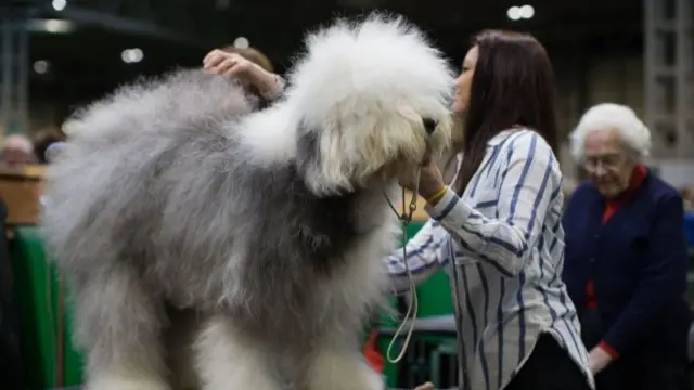 Awoman grooms an Old English Sheep dog during the first day of Crufts 2018