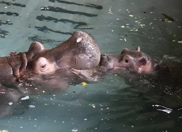 Hippos in a pool at Whipsnade