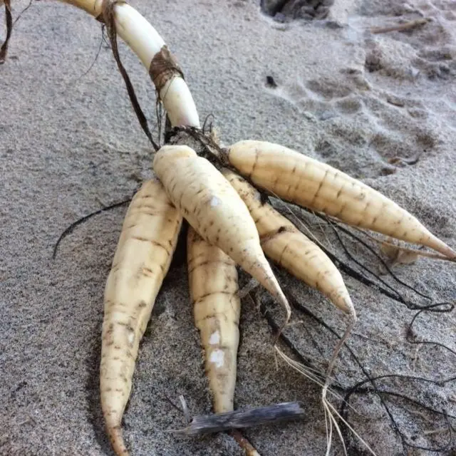 Dead Man's Fingers