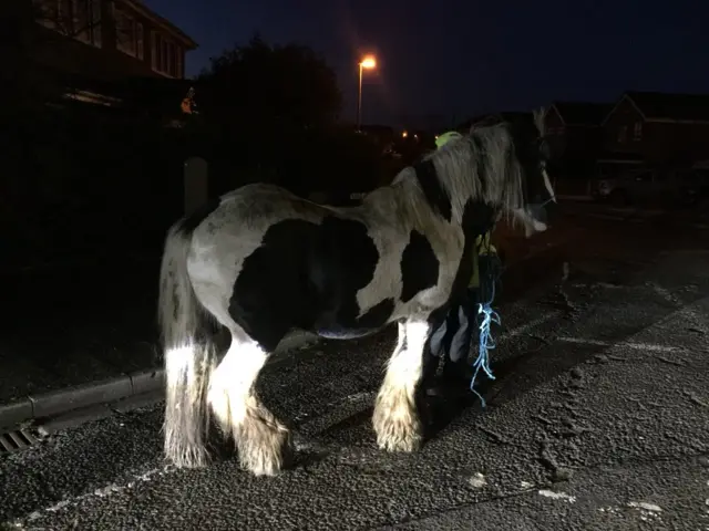 Horse on road