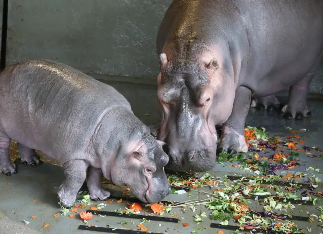 Hippos eating at Whipsnade Zoo