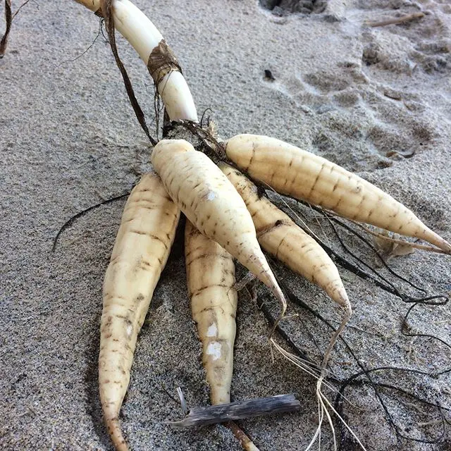 Dead man's fingers