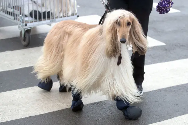 Afghan Hound