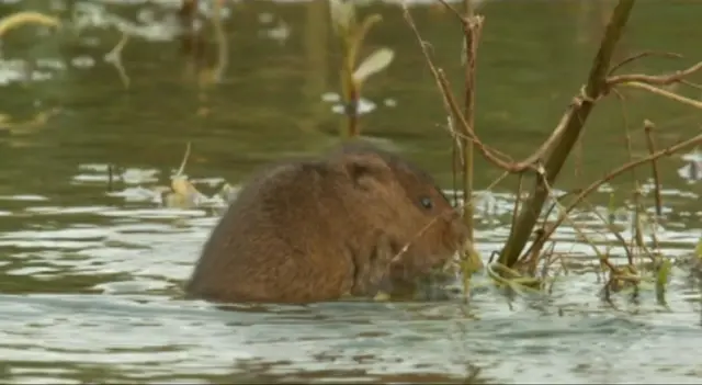 Vole