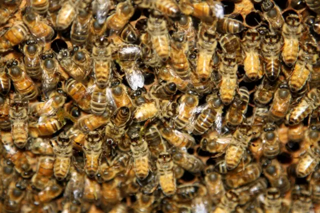 Honeybees in a hive