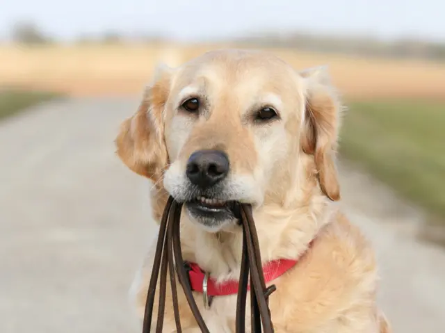 Dog with lead