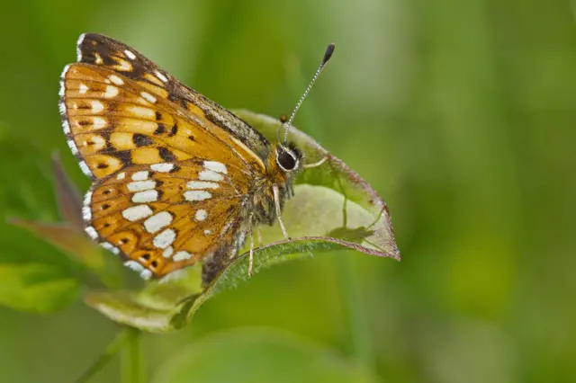 Duke of Burgundy butterfly