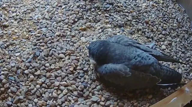 Peregrine in a hideaway