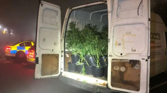 Cannabis plants in a van