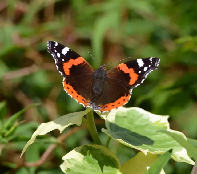 Red Admiral